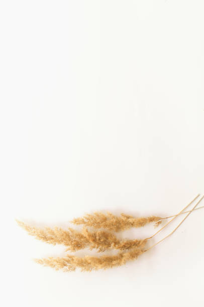 istock minimalism style, fern leaf on paper background 1248267534