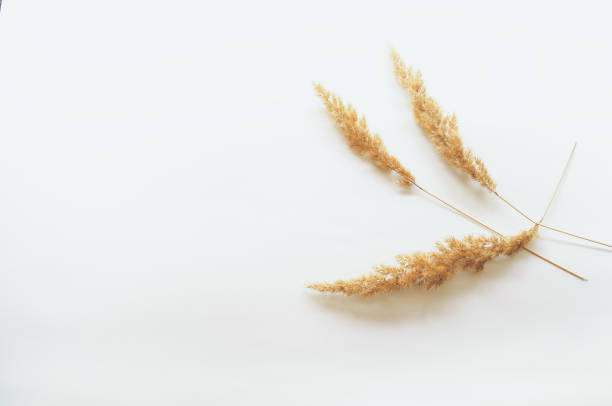 istock minimalism style, fern leaf on paper background 1248267542