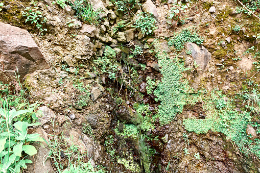 Moss covered rock wall in the rainforest