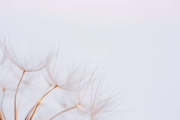 istock Close up macro image of dandelion seed heads with detailed lace-like patterns 1248267924