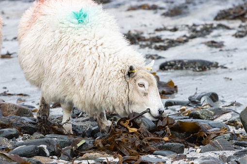 Shetland sheep eating seaweed at Banna Minn beach
