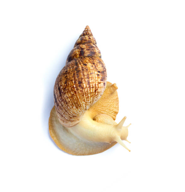 un gran caracol marrón - ahaatin ahatina - caracol africano gigante, achatina fulica, lissachatina fulica vista desde arriba, de cerca. - remote shell snail isolated fotografías e imágenes de stock