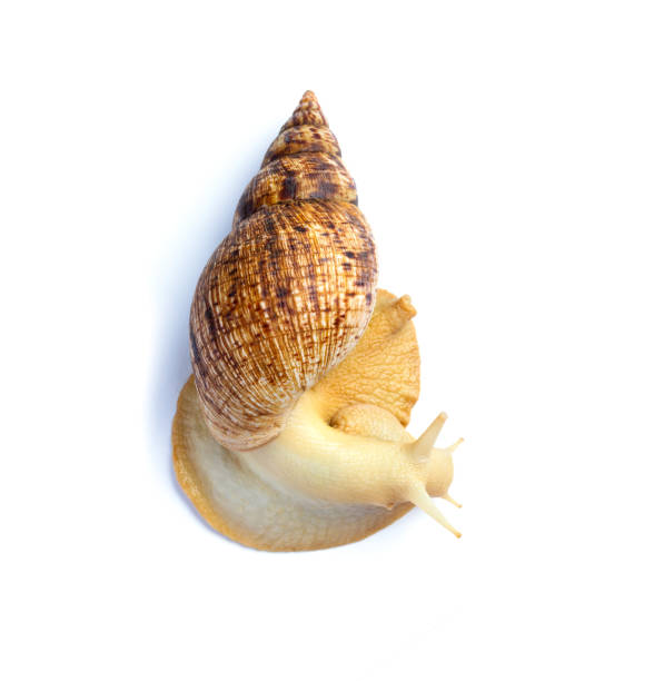 um caracol marrom grande - ahaatin ahatina - caracol africano gigante, achatina fulica, vista fulica lissachatina de cima, close-up. - remote shell snail isolated - fotografias e filmes do acervo