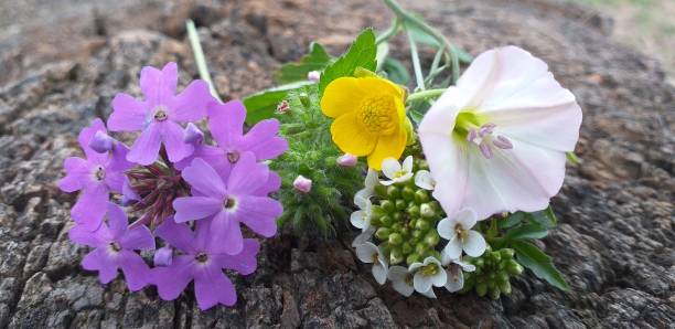 istock Tuft of multicolored tiny flowers 1248271660