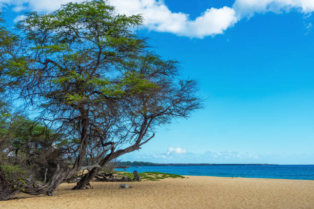 ハワイ州マウイ島の砂と木々のあるビッグビーチ - hawaii islands maui big island tropical climate ストックフォトと画像