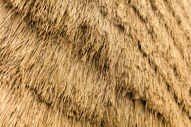 istock Backdrop with thatched roof detail 1248274340