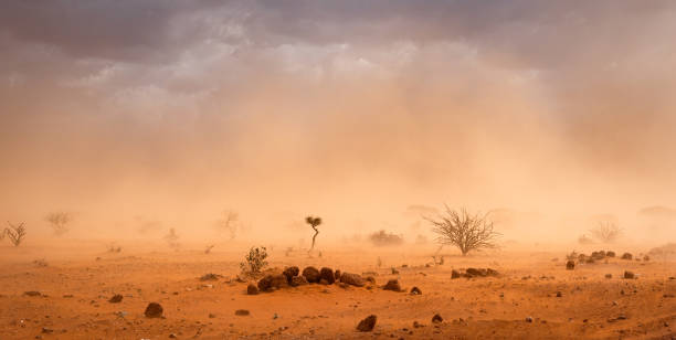 tempesta di sabbia polverosa nel campo profughi - lonely tree immagine foto e immagini stock