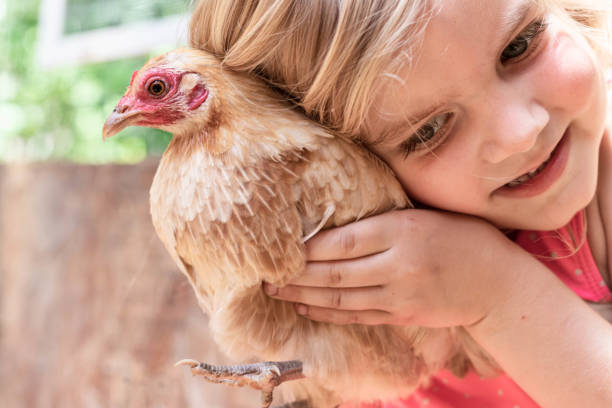 istock Young Girl Cuddling a Bantam Hen 2 1248278292