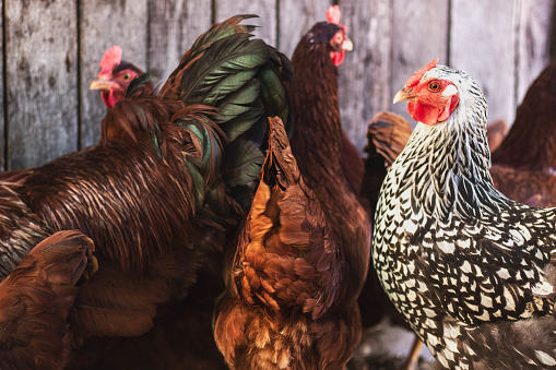 chicken eats feed and grain at eco chicken farm, free range chicken farm