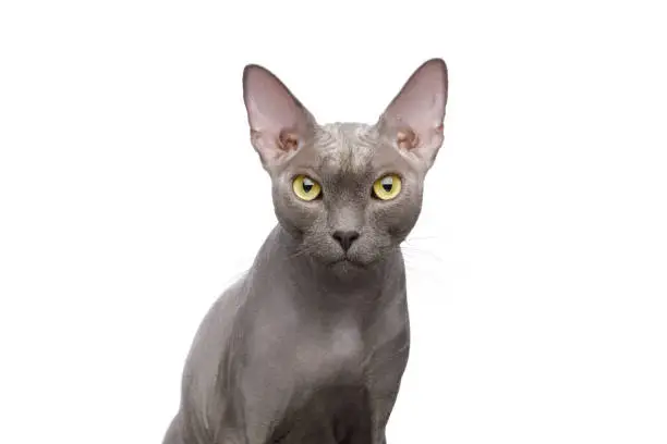 Portrait of Grey Sphynx Cat on isolated white background