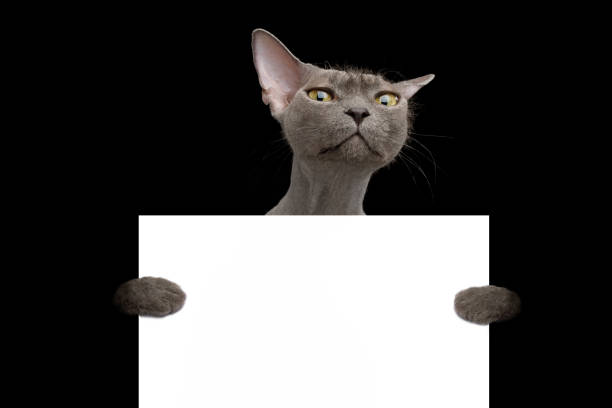 istock Grey Sphynx Cat on isolated black background 1248279783