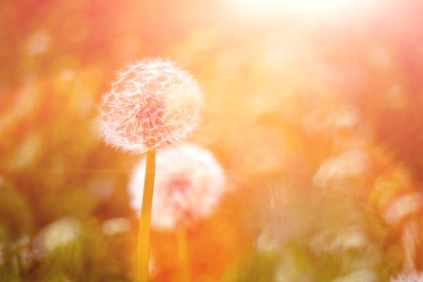istock Dandelion flower in green grass. 1248282173