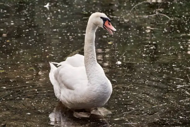 Angry mute swan (Cygnus olor) waddles in water and makes threatening noise for territorial defense and protection of the cygnets. Waterfowl of Anatidae species at a pond in Rastatt, Germany