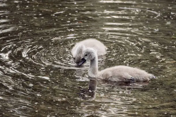 Two cute swan cygnets (mute swan chicks, Cygnus olor) swimming in water. Close-up of wild waterfowl in Rastatt