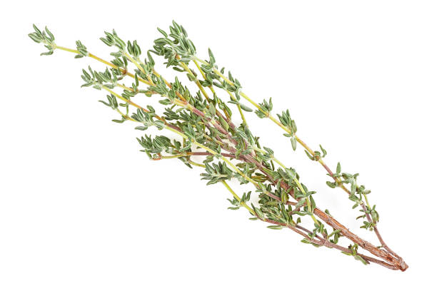 istock Branch of fresh thyme spice isolated on a white background. Fragrant thyme. 1248283688