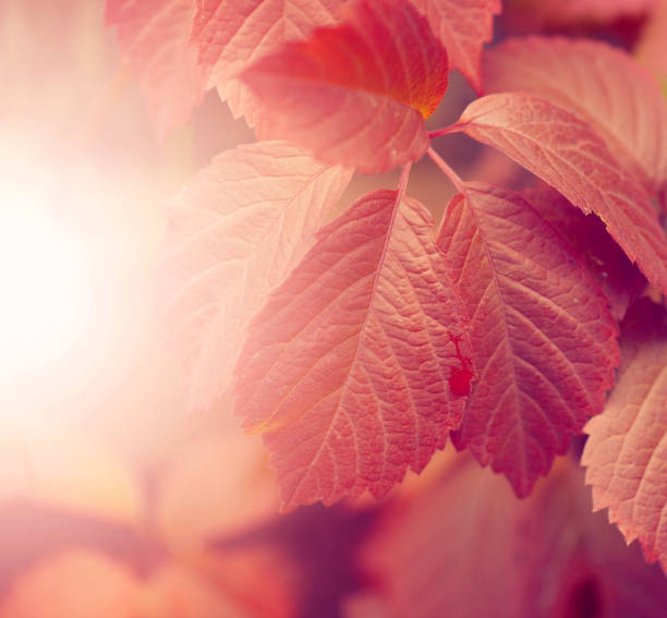 Autumn park with red fallen leaves