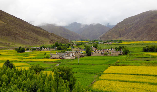 istock In the Chongye valley (Tibet). 1248284368