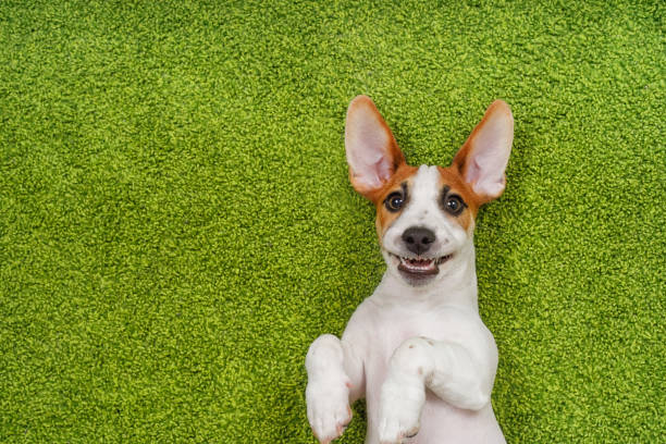 Laughing puppy lying on a green carpet. Happy concept.