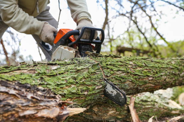 istock man's hands are holding sawing chainsaw close up. 1248286775