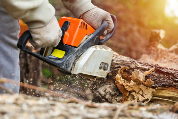 istock man's hands are holding sawing chainsaw close up. 1248286783