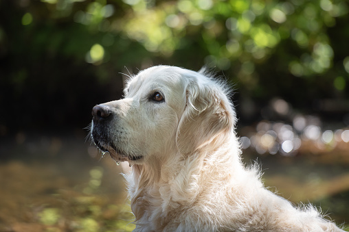 Young female Golden Retriever in natural environment