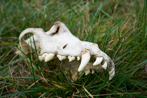 Skull of a Wolf on a meadow at the river Elbe near Magdeburg