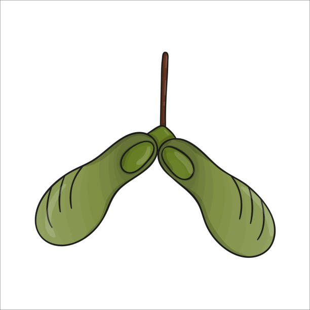 벡터 컬러 녹색 단풍 나무 과일 아이콘 흰색 배경에 격리. 사마라 식물 그림입니다. 만화 스타일 가을 사진 - maple green maple keys tree stock illustrations