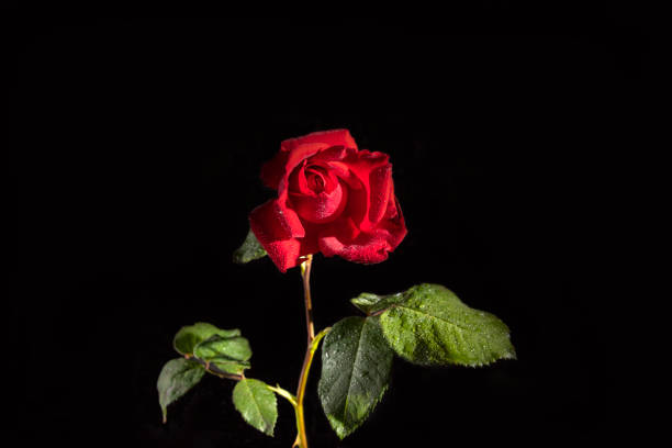 istock Fresh red rose with drops of water on a black background. 1248288746