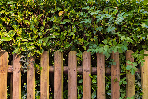 Wooden fence in front of a cherry laurel hedge, Germany