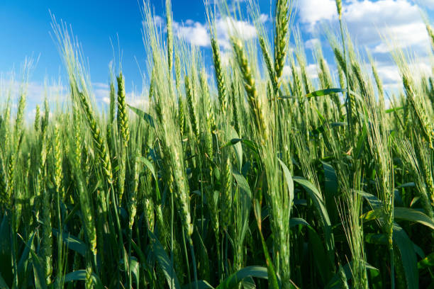 istock green wheat field on blue sky background 1248288896