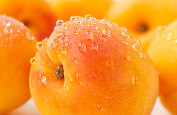 Wet Apricots Close-up wet apricots. Prunus Armeniaca stock pictures, royalty-free photos & images