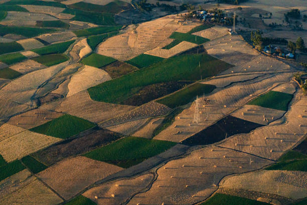 Morning sun on fields 1 Aerial view on agricultural land in Ethiopia addis ababa ethiopia photos stock pictures, royalty-free photos & images
