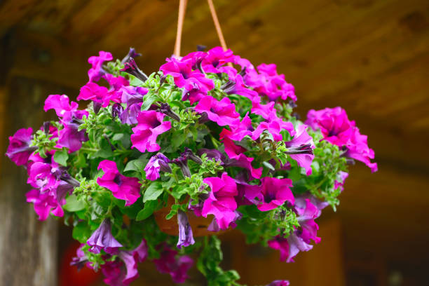 istock Summer flowers petunia 1248289888