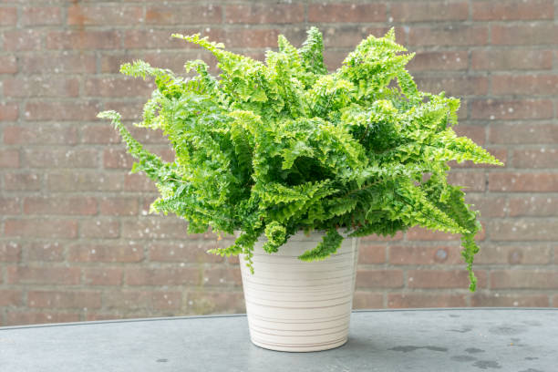 istock Curly fern in a pot 1248290123
