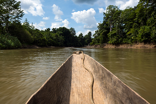 A dugout canoe travels at speed down the Clay River, part of the Sepik River system, in East Sepik Province in Papua New Guinea. An outboard motor (not pictured) is attached to the rear of the canoe.