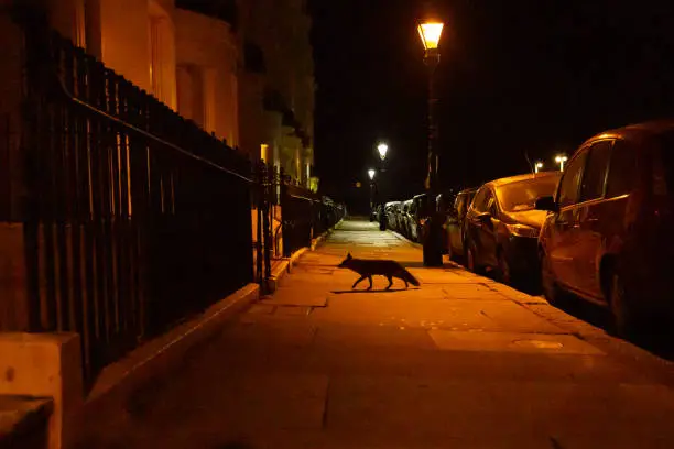 Silhouette of Fox at night on urban street. Image has a feel of graphic novel. Not edited