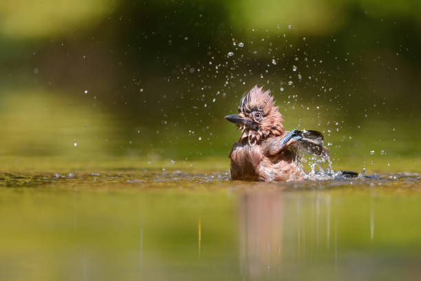 istock Eurasian Jay in the forest in  the Netherlands 1248291388