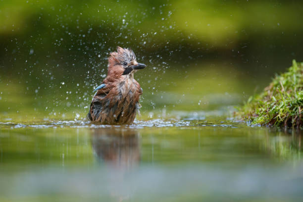 Eurasian Jay in the forest in  the Netherlands Eurasian Jay taking a bath in a pool in the forest in the South of the Netherlands eurasian jay photos stock pictures, royalty-free photos & images