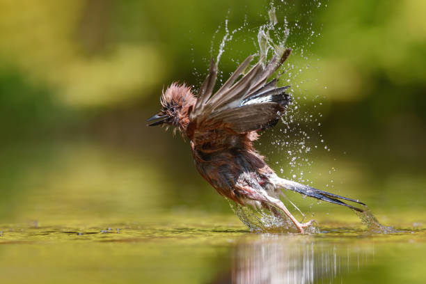 istock Eurasian Jay in the forest in  the Netherlands 1248291398