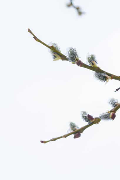istock In the spring the willow tree bloomed in the garden and the snow fell 1248291662