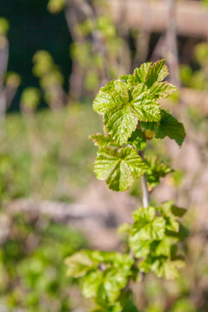 istock Blackcurrant Bush turns green in the spring in the garden 1248291696