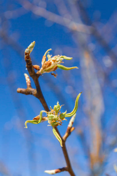 istock Buds bloom in spring on a pear tree in the garden 1248291785