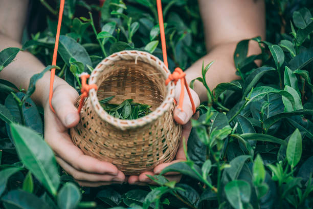 istock Female worker collecting tea leaves 1248291799