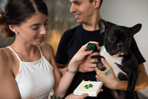 una pareja joven con un bulldog francés tomando una huella de pata - paint can fotografías e imágenes de stock