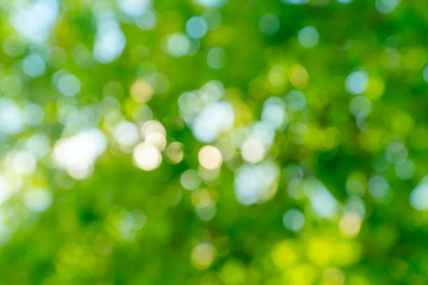 istock Abstract bokeh background. Defocused tree with green leaves. Summer backdrop 1248293025
