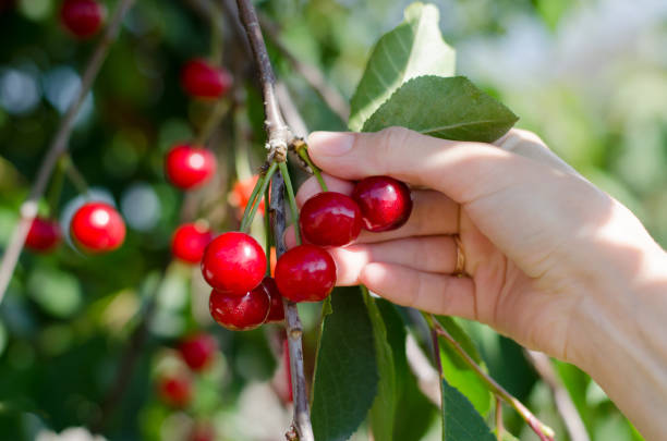 istock Girl's hand picks a cherry from a tree. The Cherry Orchard. 1248293738