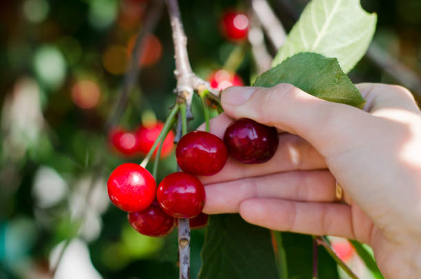 istock Girl's hand picks a cherry from a tree. The Cherry Orchard. 1248293768