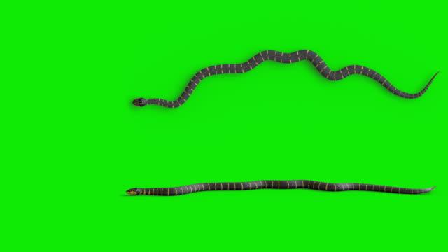 Snake side and top views moving right to left of the screen on chromakey