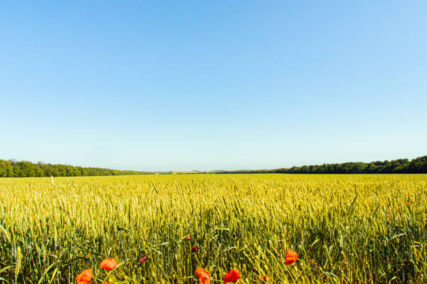 istock ield of ripening wheat. blue sky. bright sun. Rural landscape. 1248293894