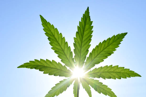 Rays of the sun through a green leaf of hemp against the sky Rays of the sun through a green leaf of hemp against the sky. High quality photo cannabis sativa photos stock pictures, royalty-free photos & images
